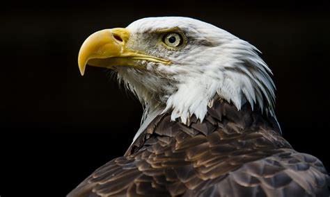 Bald eagle closer to coming off endangered species list