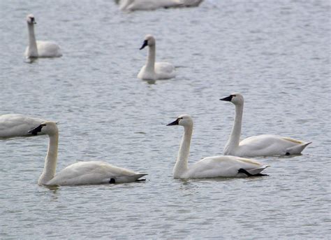 Tundra Swan Migration About To Reach Full Height • PAUL ROEDDING PHOTOGRAPHY