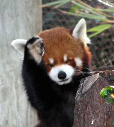 Online crop | HD wallpaper: red fox, animals, panda, red panda, animal themes, one animal ...