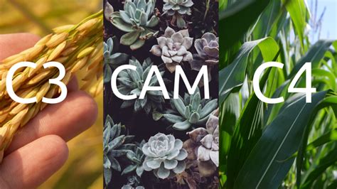 C3, C4 and CAM Photosynthesis [Difference Explained]