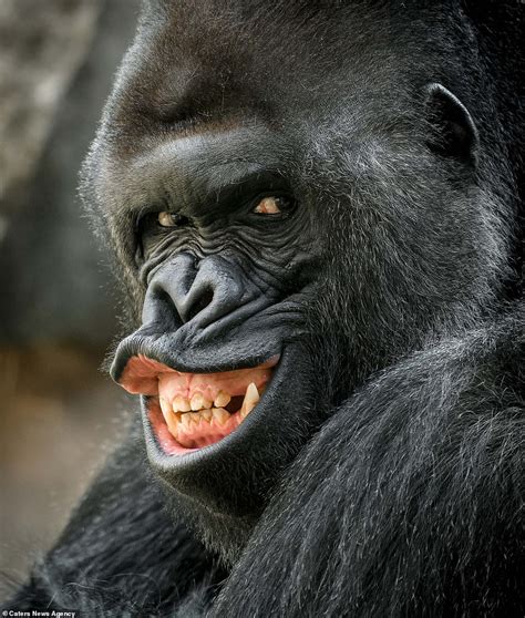 Grinning gorilla, happy hedgehog and delighted donkey all feature in this round-up of cheery ...