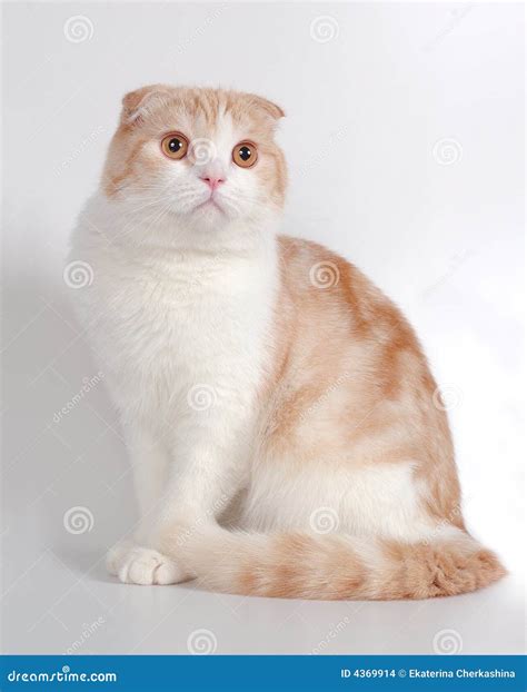 Scottish Fold Cat Stock Images - Image: 4369914