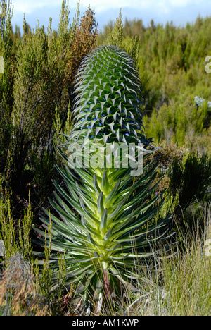 Giant Lobelia (Lobelia deckenii), Kilimanjaro National Park (UNESCO Stock Photo - Alamy