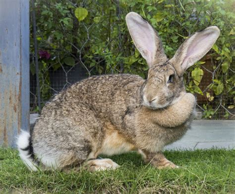 Flemish Giant Rabbit: Care Guide, Lifespan, Traits & Pictures | Hepper