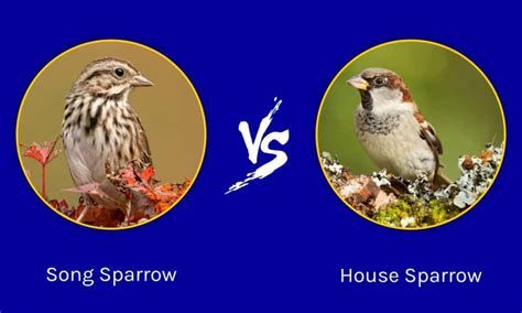 Song Sparrow vs. House Sparrow