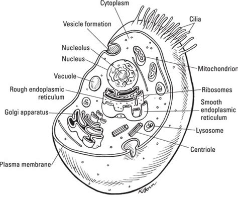 Inside Eukaryotic Cells - dummies