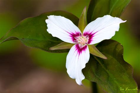 Don Komarechka Photography, Barrie Ontario » Painted Trillium