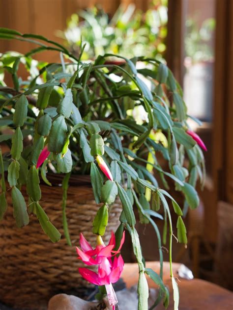 My Christmas Cactus Is Dropping Leaves - Reasons For Christmas Cactus Leaves Dropping OffMy ...