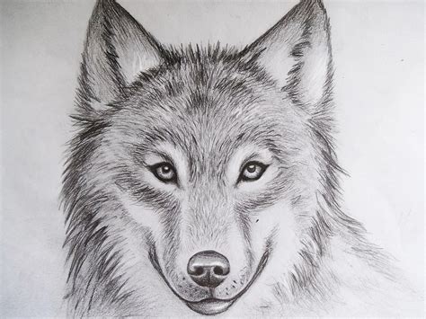 Wolf II by MCorderroure on DeviantArt