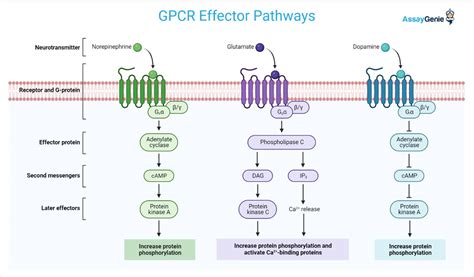 GPCRs (G Protein Coupled Receptors): A Guide - Assay Genie