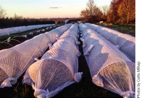 Tunnel farming - General Agriculture