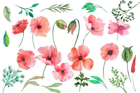 Watercolor Poppy flowers clipart by Chi | Design Bundles