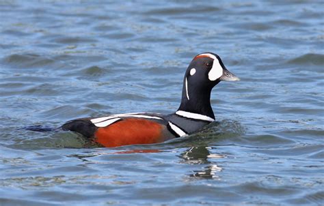 Bill Hubick Photography - Harlequin Duck (Histrionicus histrionicus)