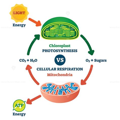 Chloroplast vs mitochondria process educational scheme vector illustration - VectorMine