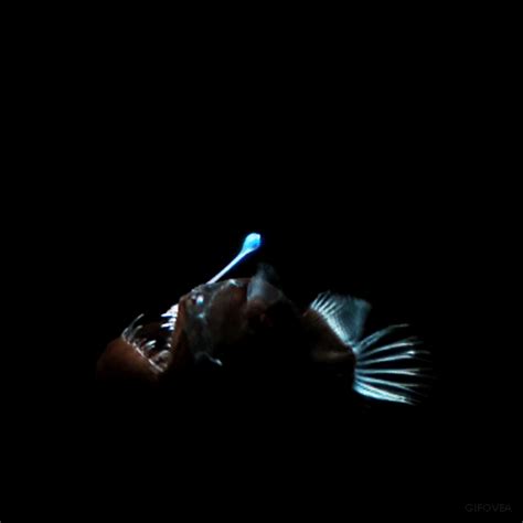 national geographic bioluminescence gif | WiffleGif