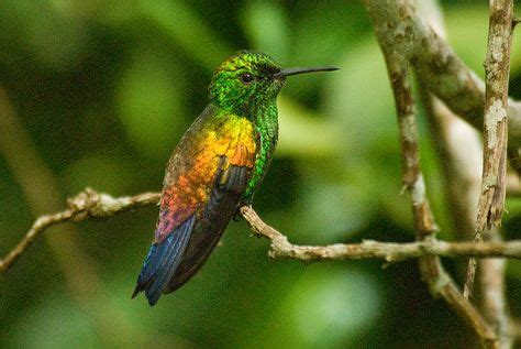 15 Hummingbirds of Trinidad ideas | trinidad, hummingbird, beautiful birds