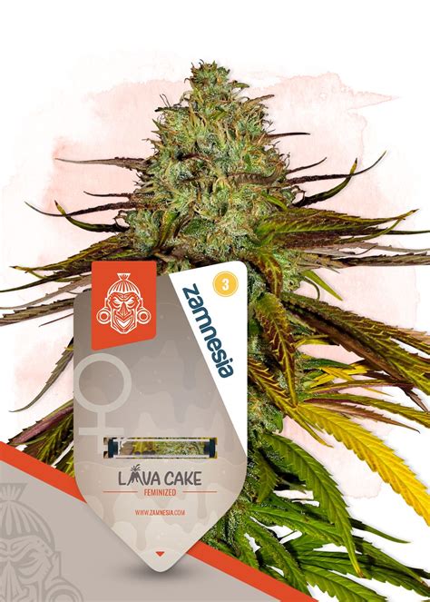 Lava Cake Strain Info / Lava Cake Weed By Zamnesia Seeds - GrowDiaries