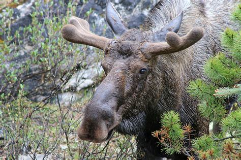 Meet Some of My New Animal Friends From the Canadian Rocky Mountains ...