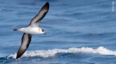 Black-capped Petrel | American Bird Conservancy