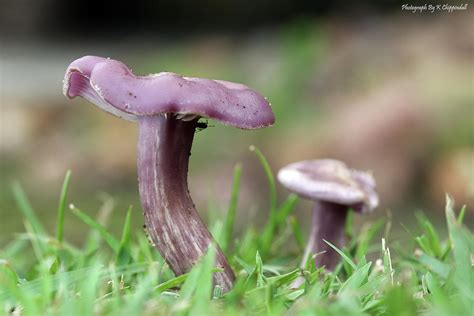 Purple mushroom 01 Digital Art by Kevin Chippindall - Fine Art America