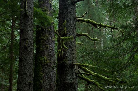 Old-growth Sitka Spruce ~ Forest stockphoto from Cortes Island BC ...