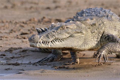 Ganges River Crocodiles