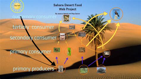 Desert Food Pyramid