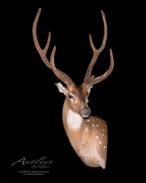 Axis Deer - Antlers by Klaus