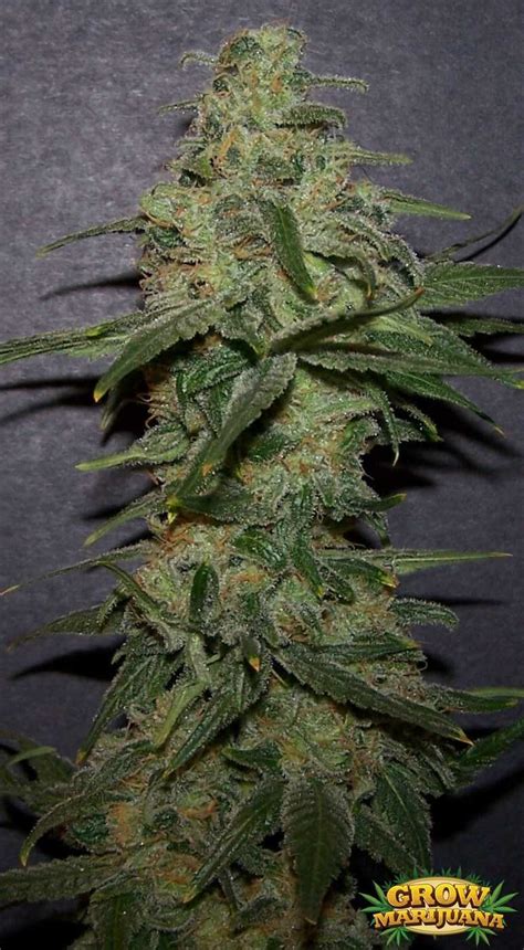 Platinum Kush Seeds - Strain Review | Grow-Marijuana.com