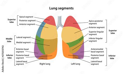 Segmental anatomy of the lungs. Anterior view of the lungs with description of the corresponding ...