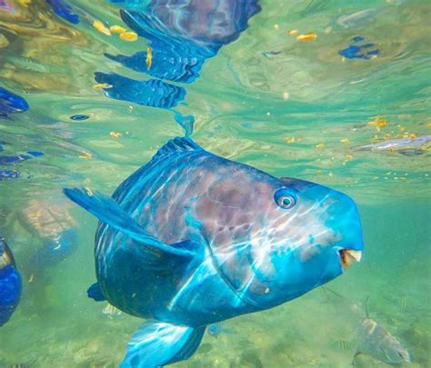 Aruba Baewatch: Animals Who Like to Hang by the Beach | Visit Aruba Blog