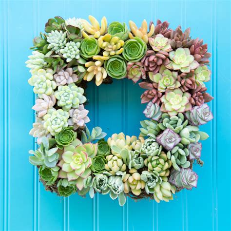 How to Make a Living Succulent Wreath | Succulents and Sunshine