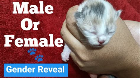 Revealing the Genders of My Kittens | Male or female Kitten | How to tell Gender of Cat & Kitten ...