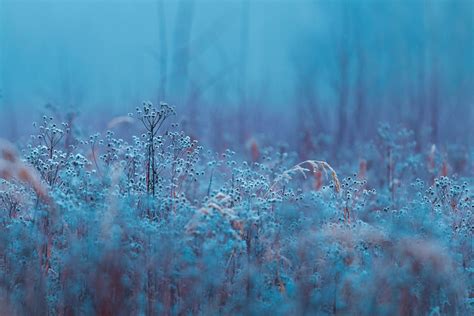 Frozen Fog – Adam Marshall Creative