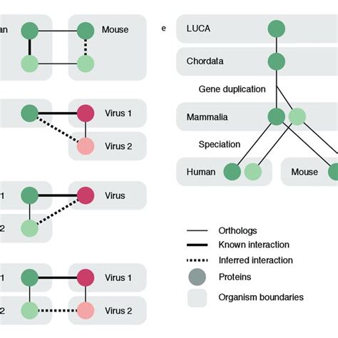 (PDF) Viruses.STRING: A virus-host protein-protein interaction database