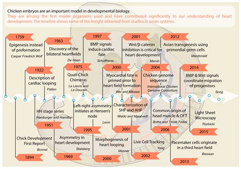 JCDD | Free Full-Text | The Early Stages of Heart Development: Insights from Chicken Embryos