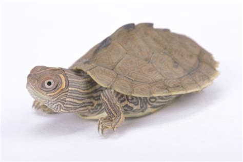 All The 26 Types of Texas Turtles (ID Guide and Photos)