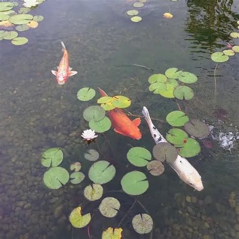 7 Pond Plants For Koi Ponds (Plants Koi Love) - Pond Informer