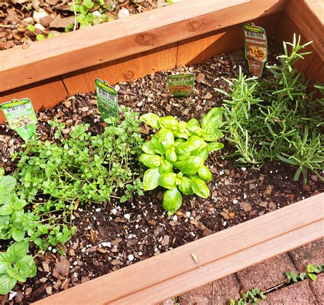 How to Start an Outdoor Herb Garden - Beautiful Eats & Things