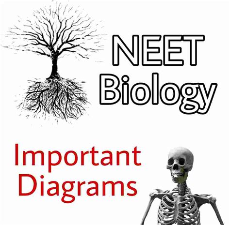 [PDF] Important Biology Diagrams For NEET and CBSE PDF Download From ...