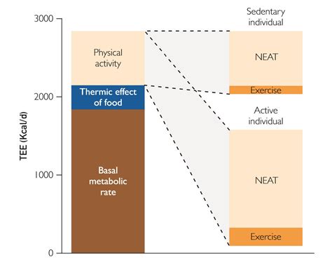 What is "NEAT"? Non-Exercise Activity Thermogenesis Explained – Canada PEScience