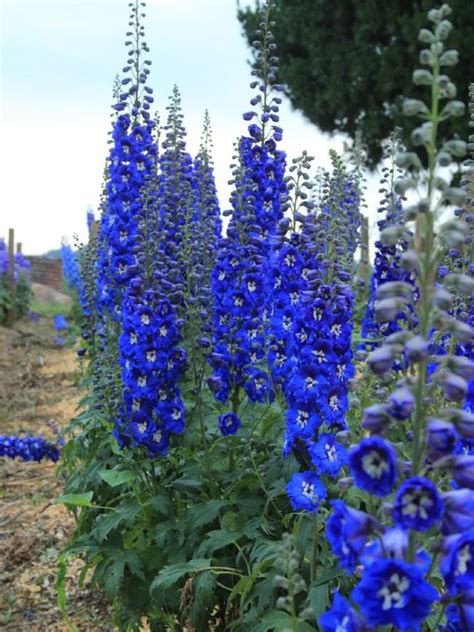 Tall Perennial Flowers, Tall Flowers, Perennial Garden, Blue Flowers, Planting Flowers, Exotic ...