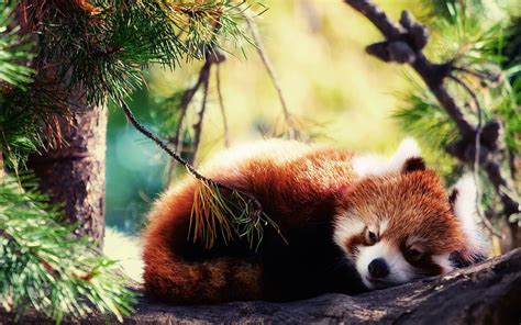 Red Panda Wallpapers And Backgrounds