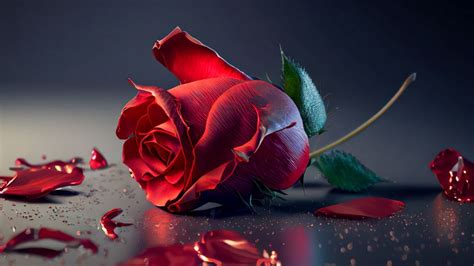 Rose flower Wallpaper 4K, AI art, Red Rose, Rose Petals, 5K