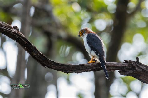 White-rumped Pygmy Falcon – Joys of Birding