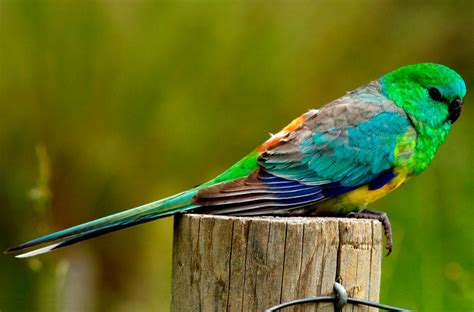 Red-rumped Parrot (Psephotus haematonotus) - Exotic birds