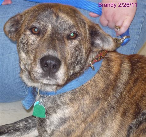 ONE DOG AT A TIME RESCUE: Brandy - The Heinz 57 dog!!! ADOPTED!!! (Update below)