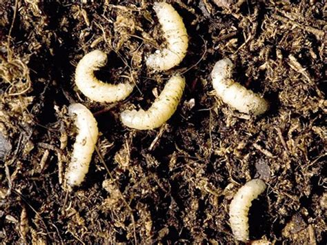 Recognizing Corn Rootworm Risks | Crop Science US