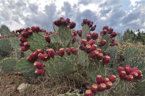 Prickly Pear Cactus - Wilder Good