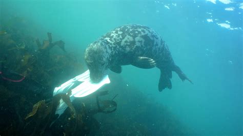 Farne Islands diving above 18m gets the seal of approval